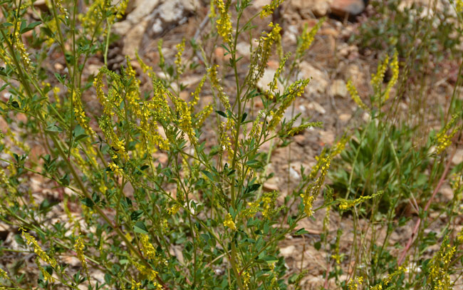 Melilotus indicus, Annual Yellow Sweetclover, Southwest Desert Wildflowers